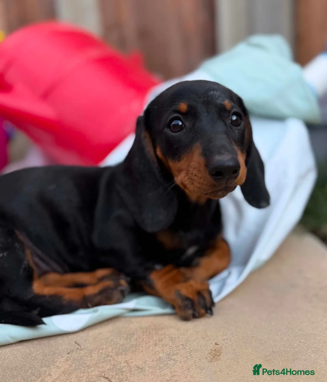 Dachshund dogs for sale: Beautiful Black and Tan dachshunds puppies  - Advert 1