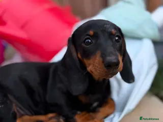 Dachshund dogs Beautiful sliver merle & Black and Tan dachshunds - Advert 1