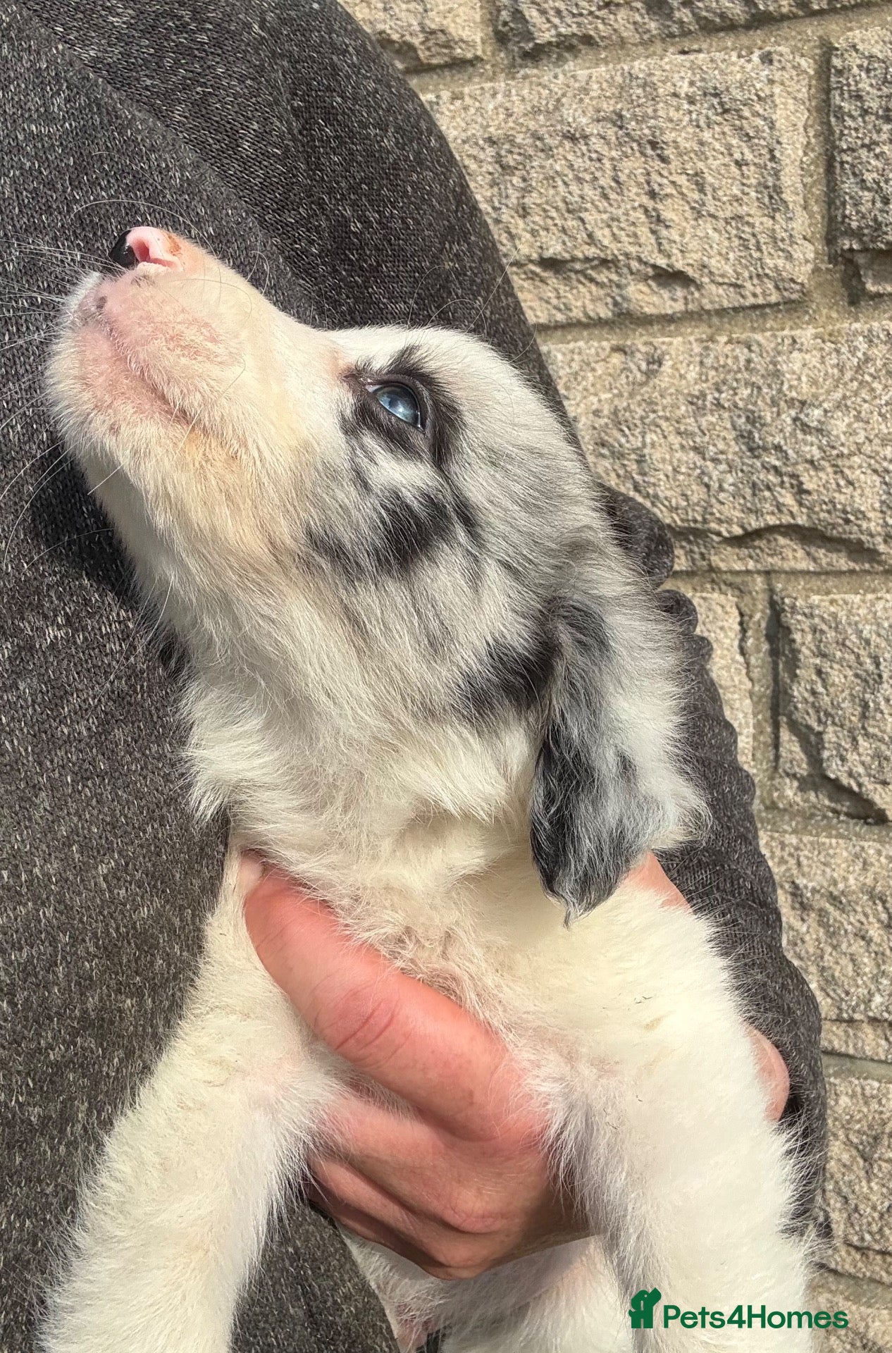 Border Collie dogs Blue merl border collies  - Advert 1