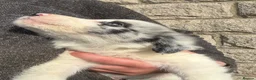 Border Collie dogs for sale: Blue merl border collies  - Advert 4