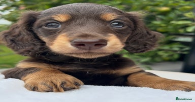 Miniature Dachshund dogs - Advert 15