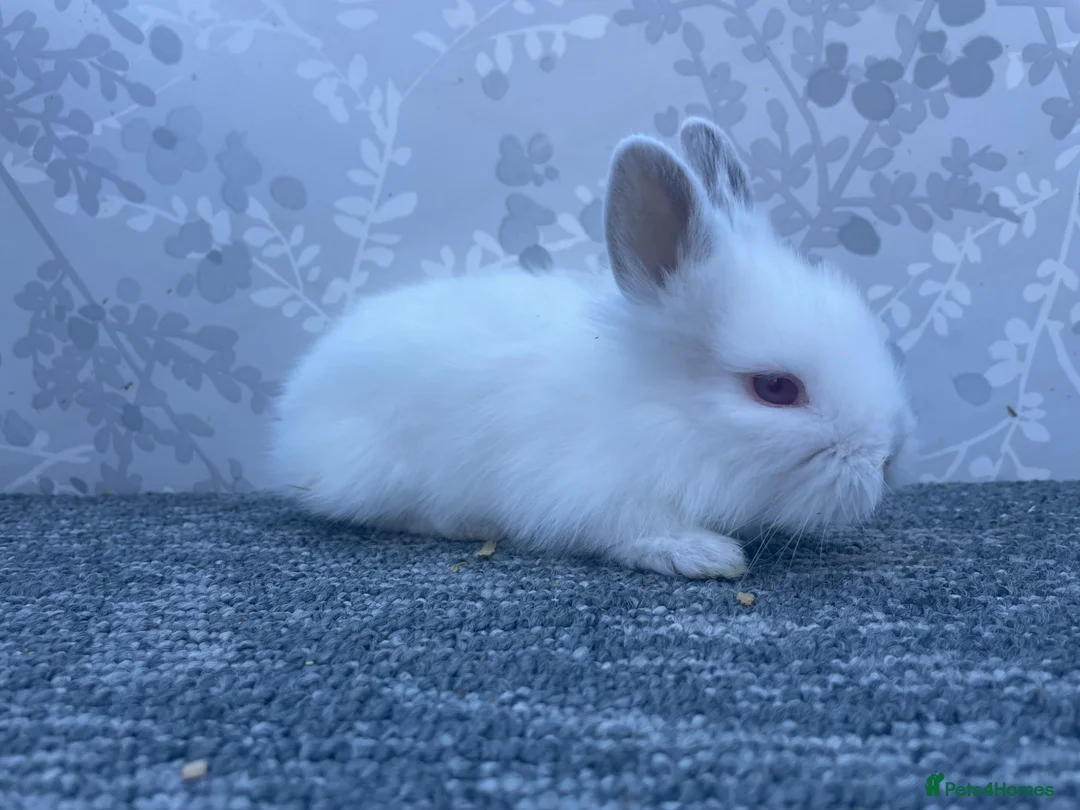 Lionhead rabbits for sale: Double main lionhead  - Advert 6