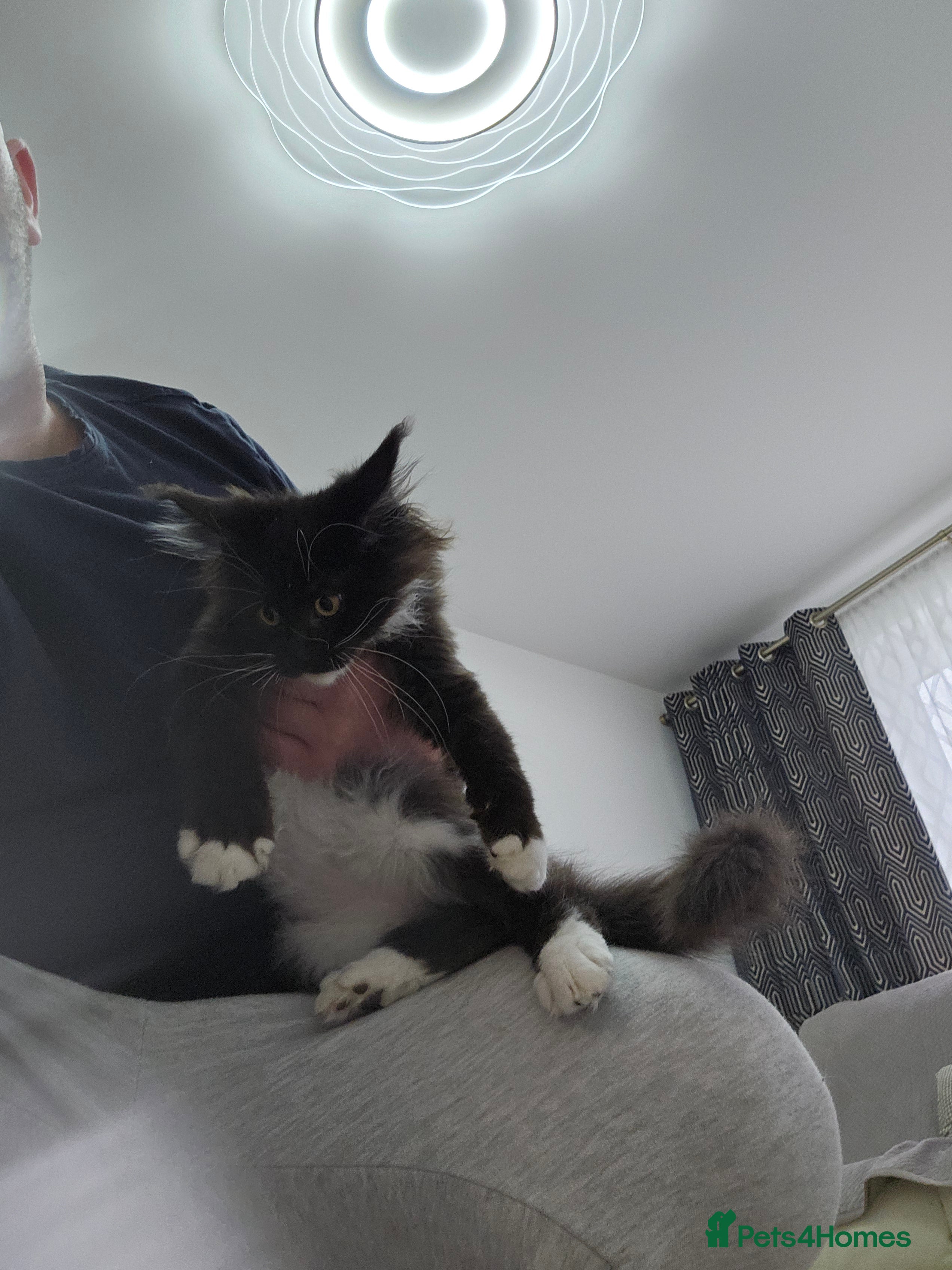 Maine Coon cats Giant Maine Coon  - Advert 7