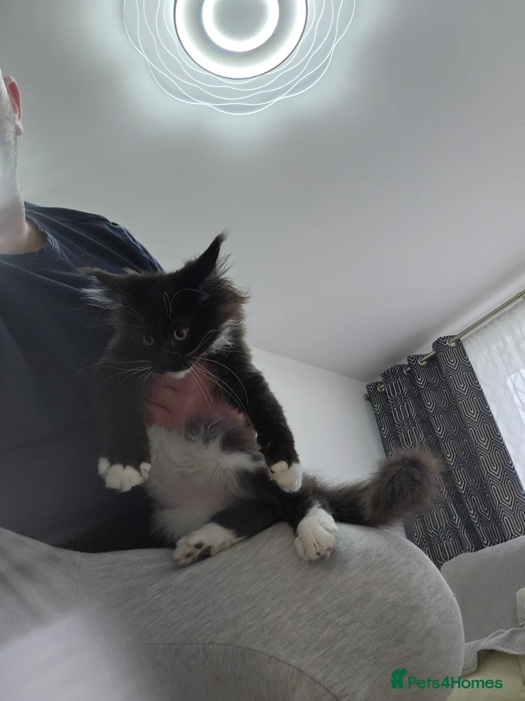 Maine Coon cats for sale: Giant Maine Coon  - Advert 2