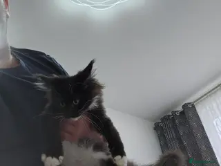 Maine Coon cats Giant Maine Coon - Advert 7