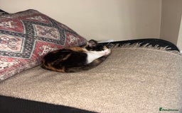 American Shorthair cats for sale: 8 month old kitten for sale  - Image 1