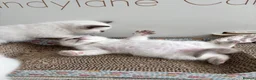British Shorthair cats for sale: British shorthair colourpoint kittens - Advert 16