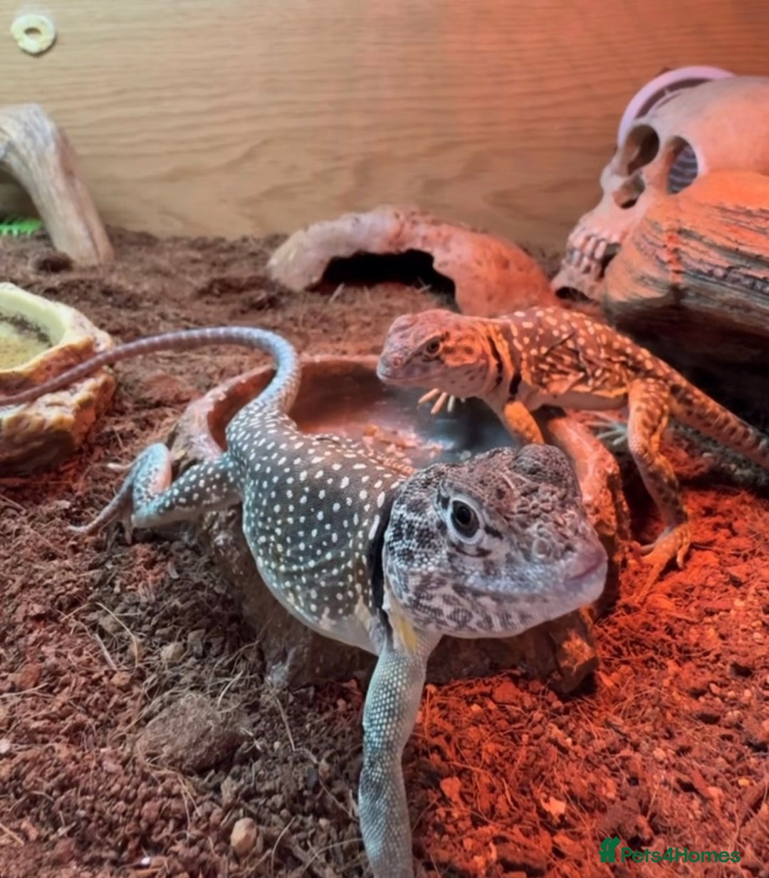 Lizard reptiles for sale: Collared Lizards - Male and Female  - Image 3
