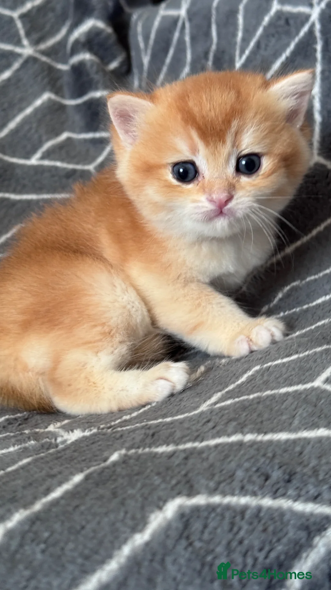 British Shorthair cats for sale: BSH GCCF LILAC & GOLDEN KITTENS  - Advert 2