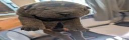 Shar Pei dogs for sale: Shar pei puppies for sale - Advert 2