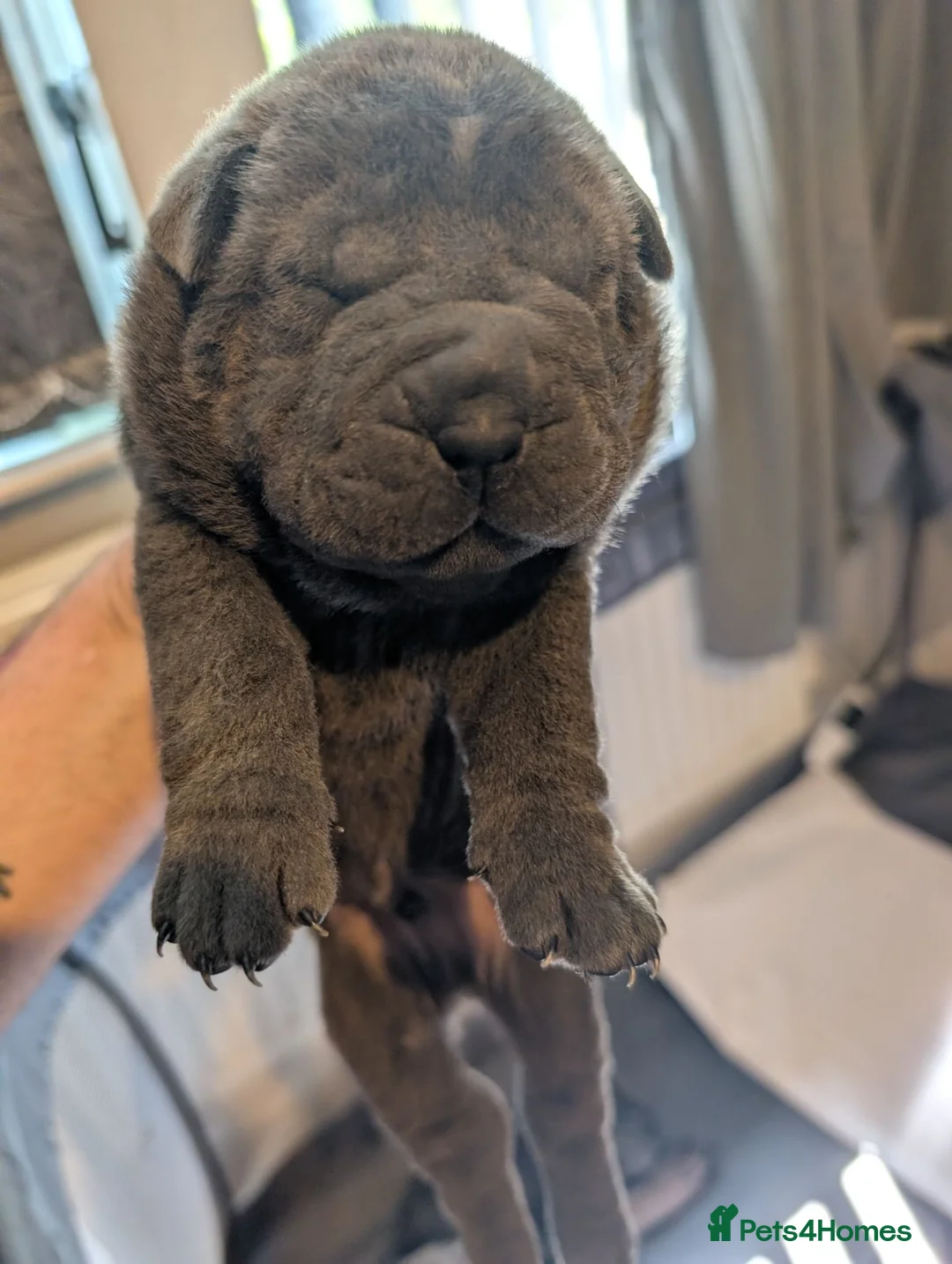 Shar Pei dogs for sale: Shar pei puppies for sale - Advert 2