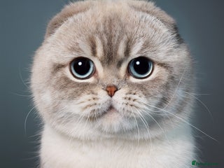 Scottish Fold cats ✨ Looking for a Queen for Our Gentle George ✨ - Advert 1
