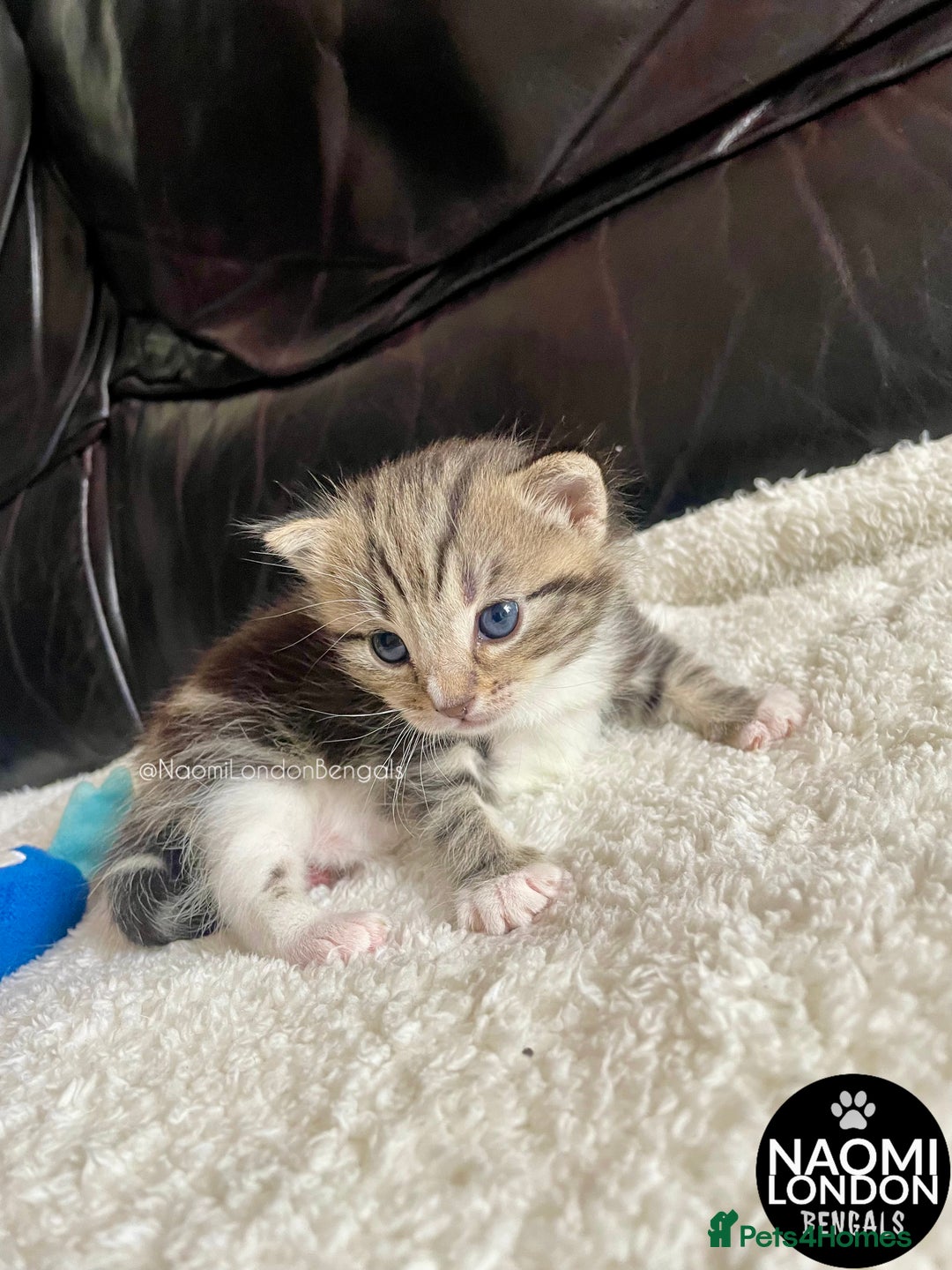 Bengal cats for sale: ⭐️ BENGAL KITTEN FOR SALE! ⭐️ 🩷❤️🧡💛💚🩵💙💜 - Image 14