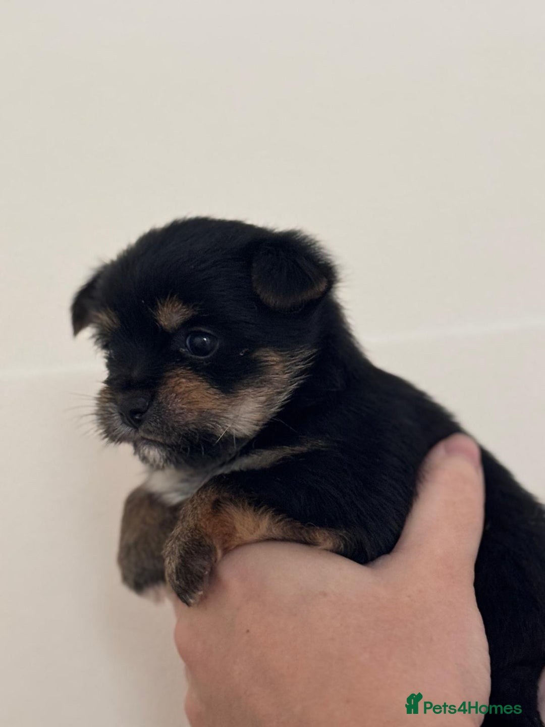 Mixed Breed dogs for sale: Jorkie girl  - Image 3