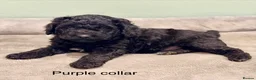 Labradoodle dogs for sale: Miniature Labradoodles- from experienced breeder - Advert 19
