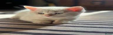 British Shorthair Kitten 1