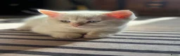 British Shorthair cats for sale: Ready to go! in Pontefract - Advert 13