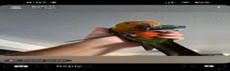 Conures birds for sale: Hand Tame Jenday Conure, Hand Reared - Advert 4