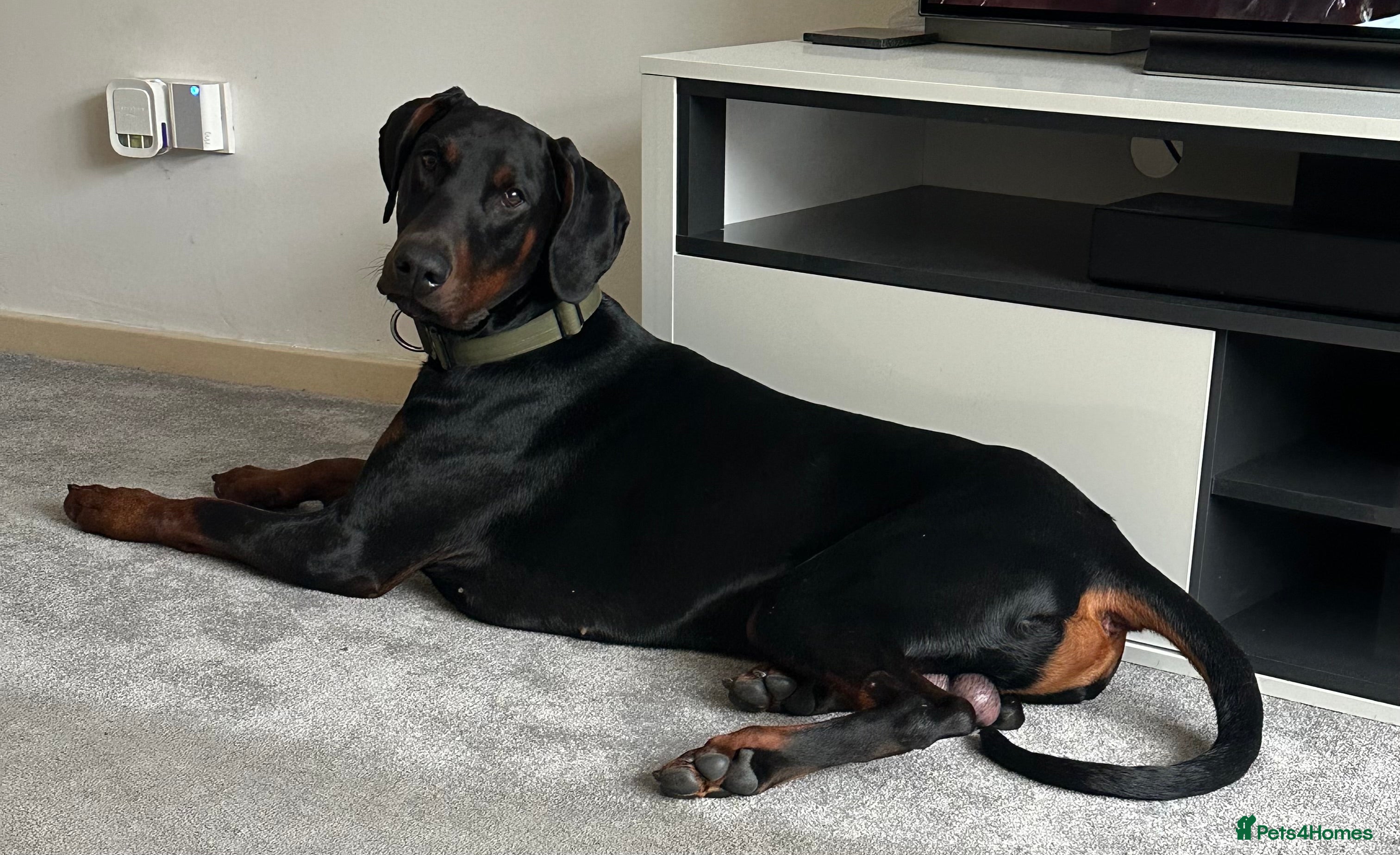 Dobermann dogs 18 Month old Male Doberman - Advert 3