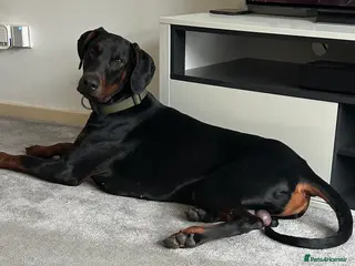 Dobermann dogs 18 Month old Male Doberman - Advert 2