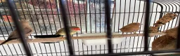 Finches birds for sale: Star Finches For Sale Located Rowlands Gill in Rowlands Gill - Advert 5