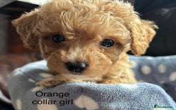 Cavachon dogs for sale: Super friendly, Litter trained Cavapoochon’s - Image 11