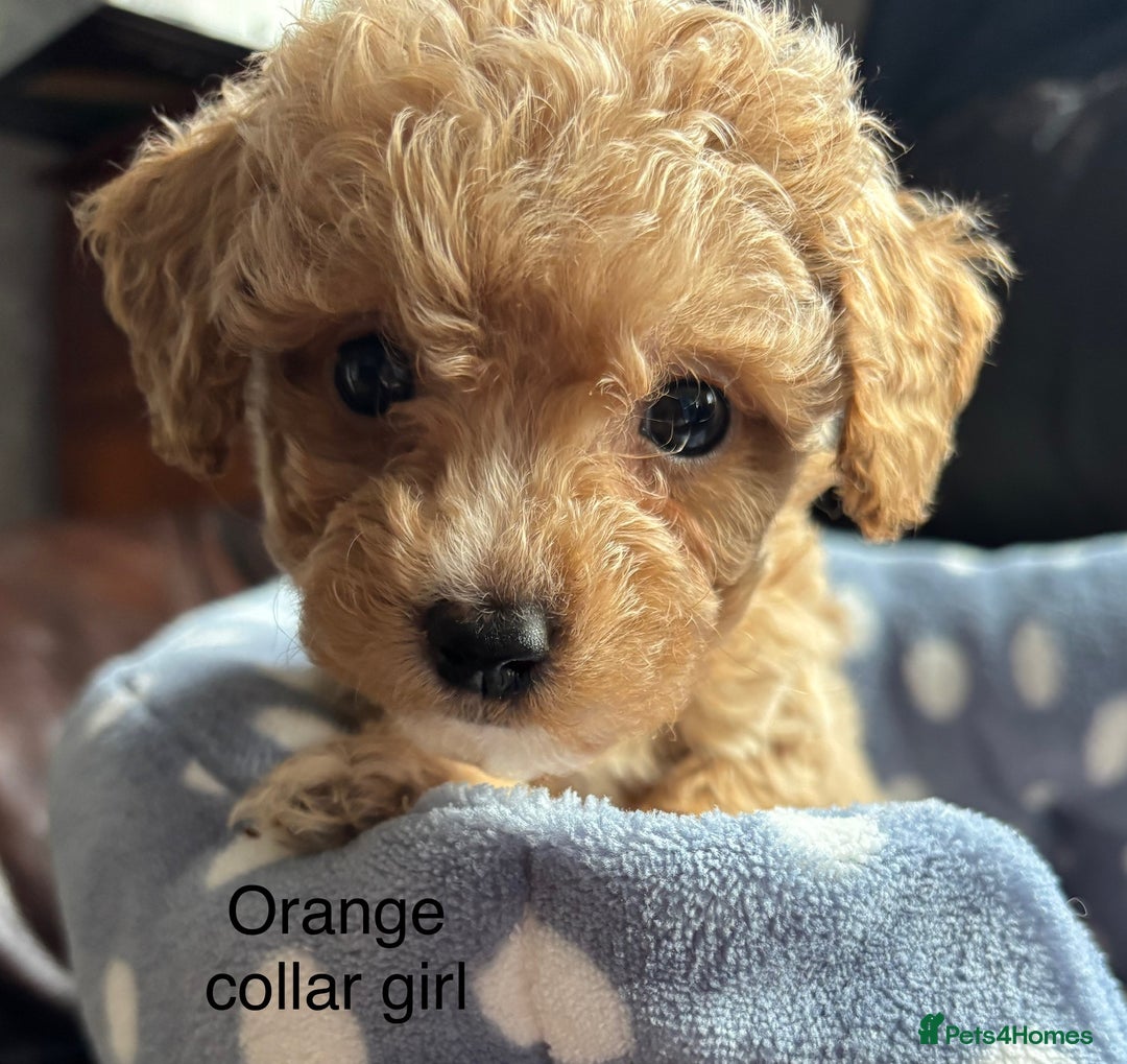 Cavachon dogs for sale: Super friendly, Litter trained Cavapoochon’s - Image 11