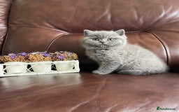 British Shorthair cats for sale:  British Blue kittens - Image 18