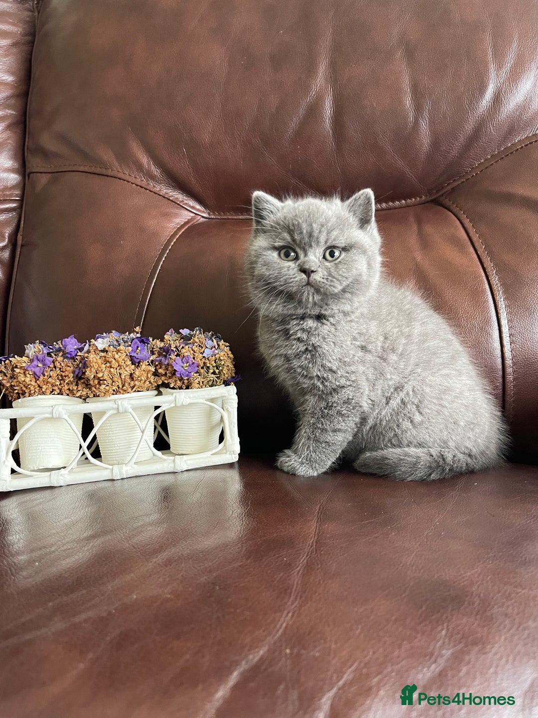 British Shorthair cats for sale:  British Blue kittens - Image 18