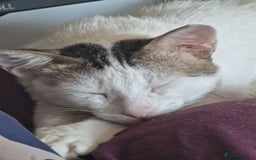 Mixed Breed cats for adoption: 3 year old Indoor Cuddle Buddy  - Image 3
