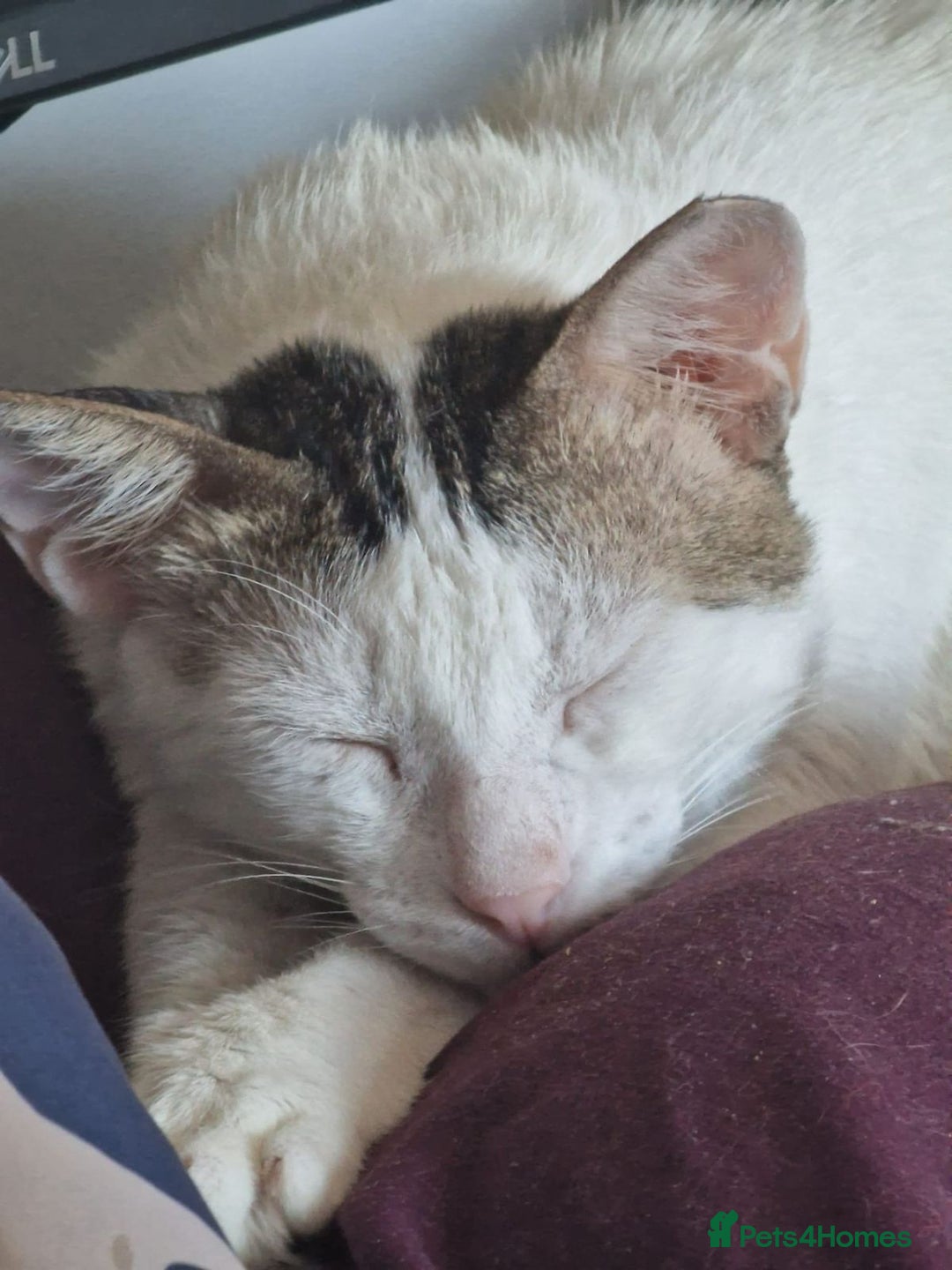 Mixed Breed cats for adoption: 3 year old Indoor Cuddle Buddy  - Image 3