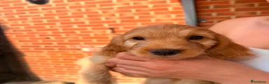 Cockapoo 2