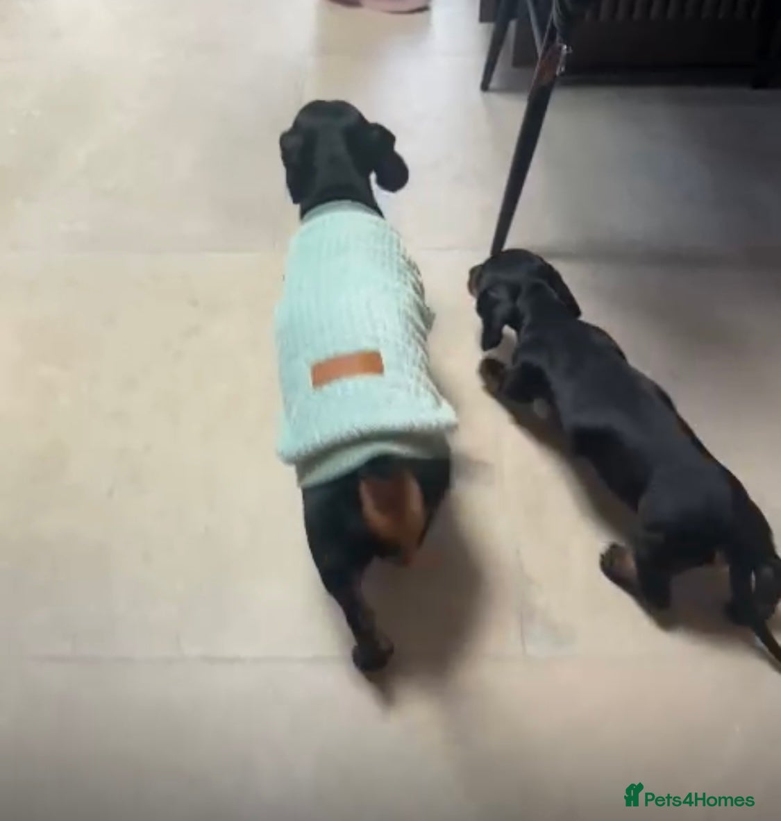 Miniature Dachshund dogs Beautiful little girl dachshund  - Advert 15