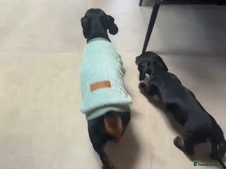 Miniature Dachshund dogs Beautiful little girl dachshund - Advert 13