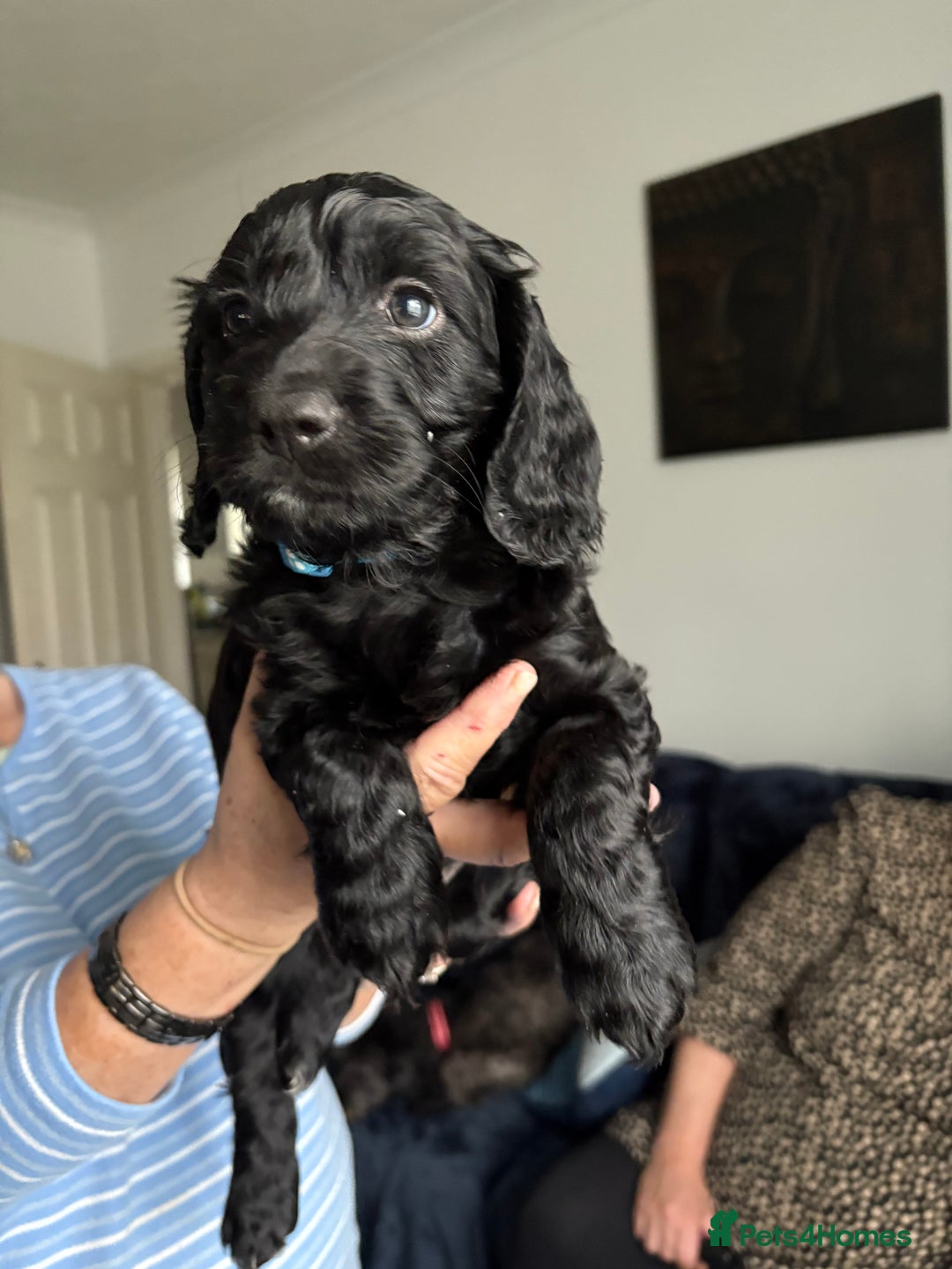 Cockapoo dogs for sale: 🐾Beautiful PRA CLEAR F2 Cockapoo puppies 🐾  - Image 23