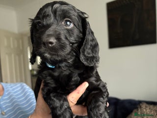 Cockapoo dogs - Advert 18