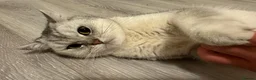 British Shorthair cats for sale: Silver Champion Line British Shorthair - Advert 3