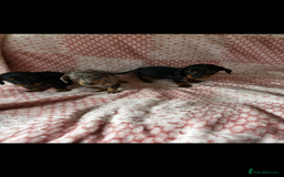 Miniature Dachshund dogs for sale: Miniature  - Image 2