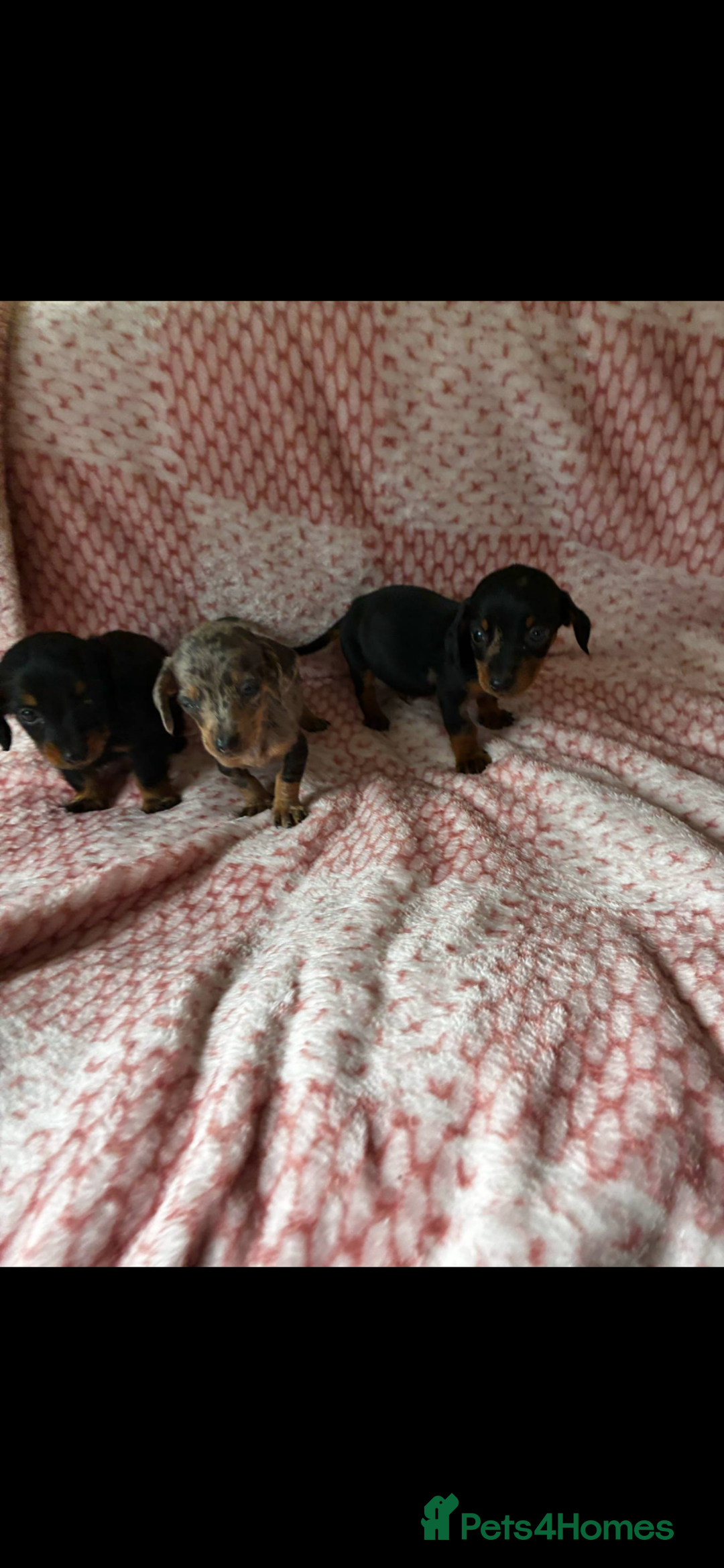 Miniature Dachshund dogs for sale: Miniature  - Image 2