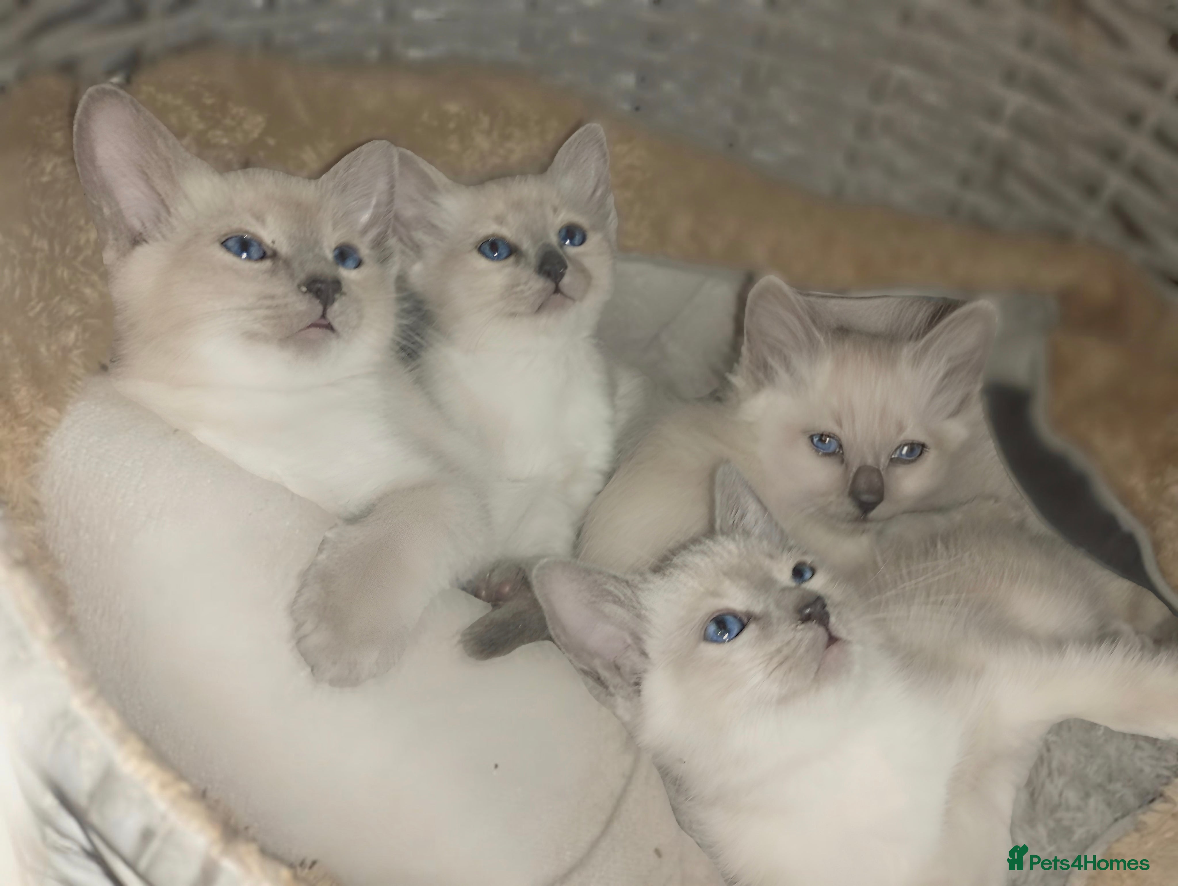 Siamese cats EXCEPTIONAL SNOW KITTENS WITH BRIGHT BLUE EYES - Advert 5