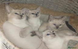 Siamese cats for sale: Absolutely EXCEPTIONAL Snow Kittens - Image 1