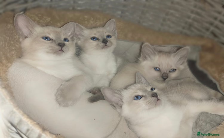 Siamese cats - Advert 4