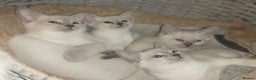 Siamese cats for sale: EXCEPTIONAL SNOW KITTENS WITH BRIGHT BLUE EYES - Advert 1