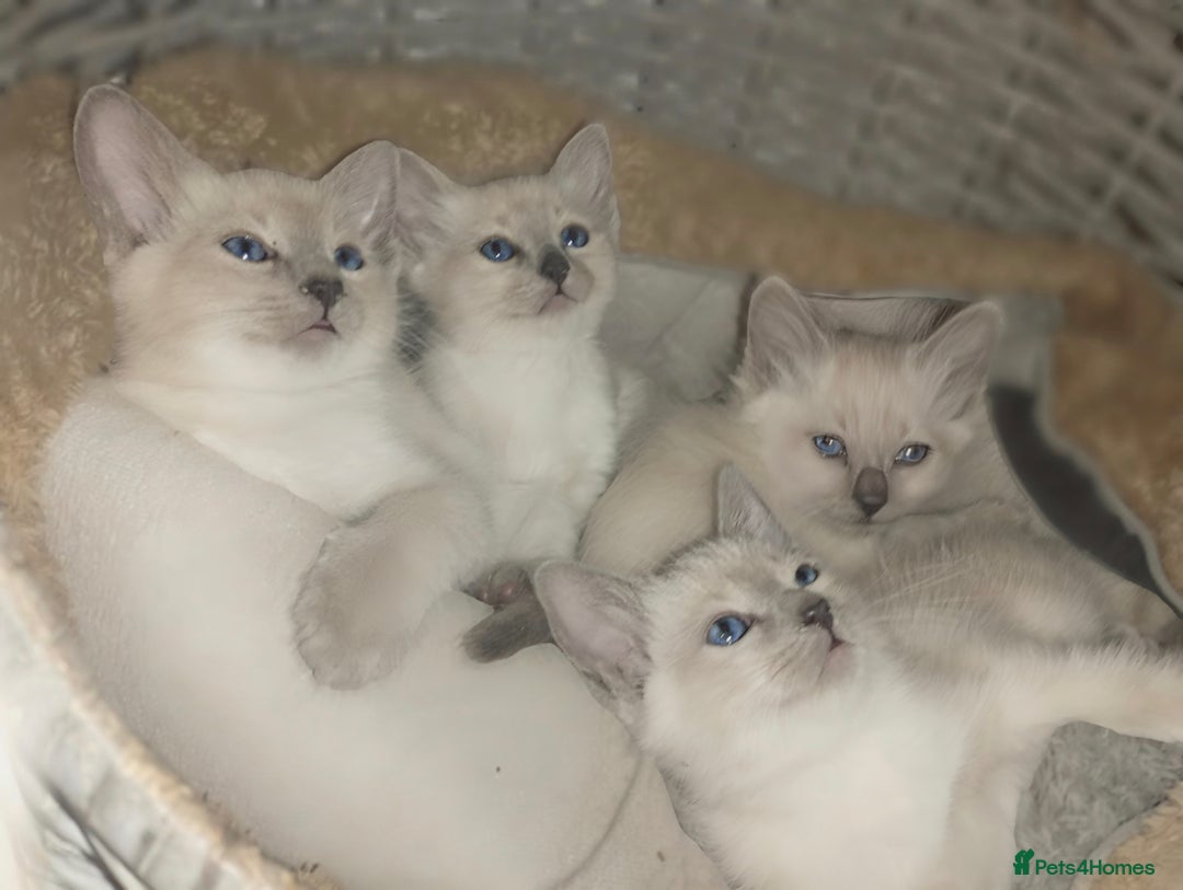 Siamese cats for sale: Absolutely EXCEPTIONAL Snow Kittens - Image 1