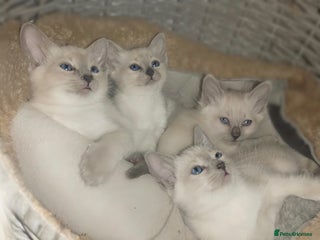 Siamese cats - Advert 2