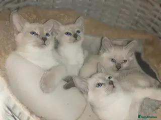 Siamese cats EXCEPTIONAL SNOW KITTENS WITH BRIGHT BLUE EYES - Advert 1