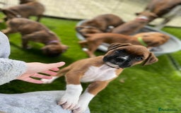 Boxer dogs for sale: A Second Chance for a Gentle Boxer - Advert 15