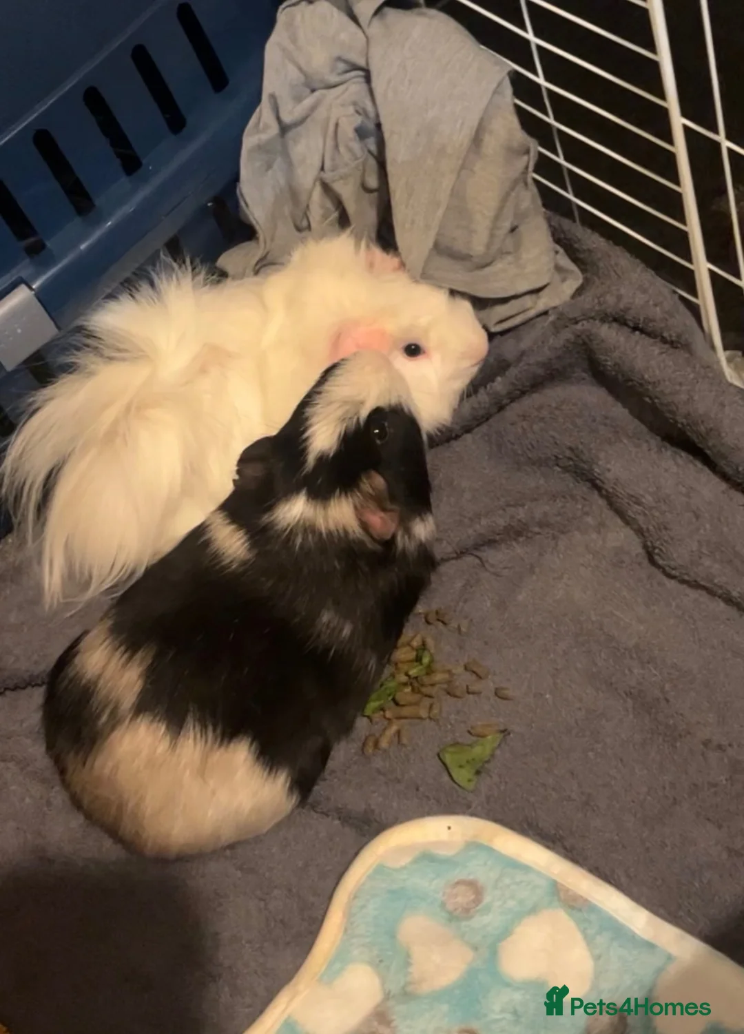 Guinea Pig rodents for sale: Two Male Guinea pigs  in Bromsgrove - Advert 1