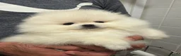 Pomeranian dogs for sale: Beautiful White/Cream Pomeranian Puppies - Advert 11