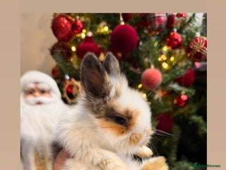 Mixed Breed rabbits Bunnies For Sale - Advert 16